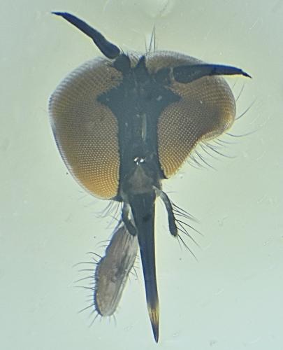 Rhamphomyia sp.